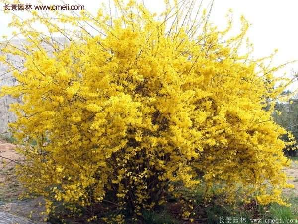 沭陽(yáng)的連翹苗