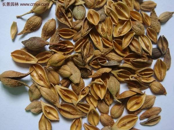 沭陽(yáng)的連翹市場(chǎng)