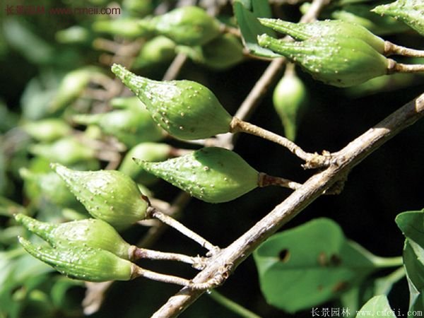 沭陽(yáng)的連翹市場(chǎng)