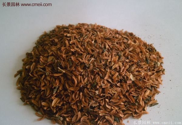 沭陽(yáng)的連翹市場(chǎng)