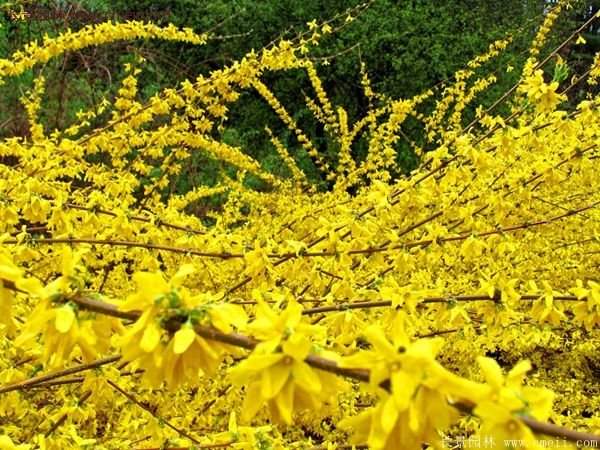 沭陽(yáng)的連翹市場(chǎng)