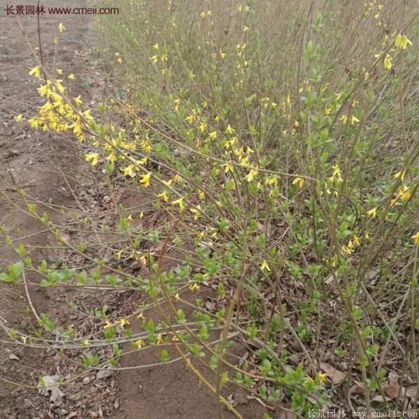 沭陽(yáng)的連翹市場(chǎng)