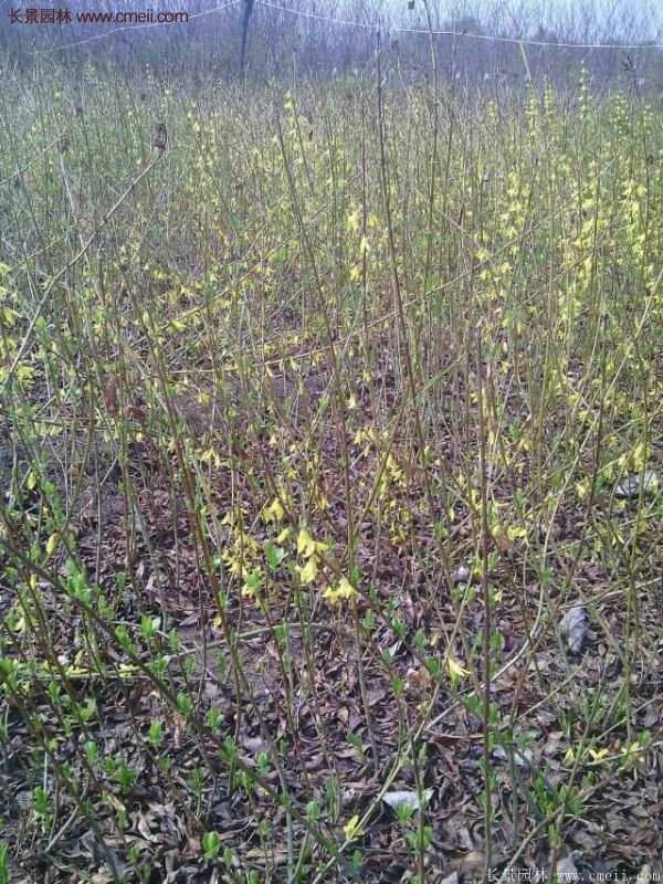 沭陽(yáng)的連翹市場(chǎng)