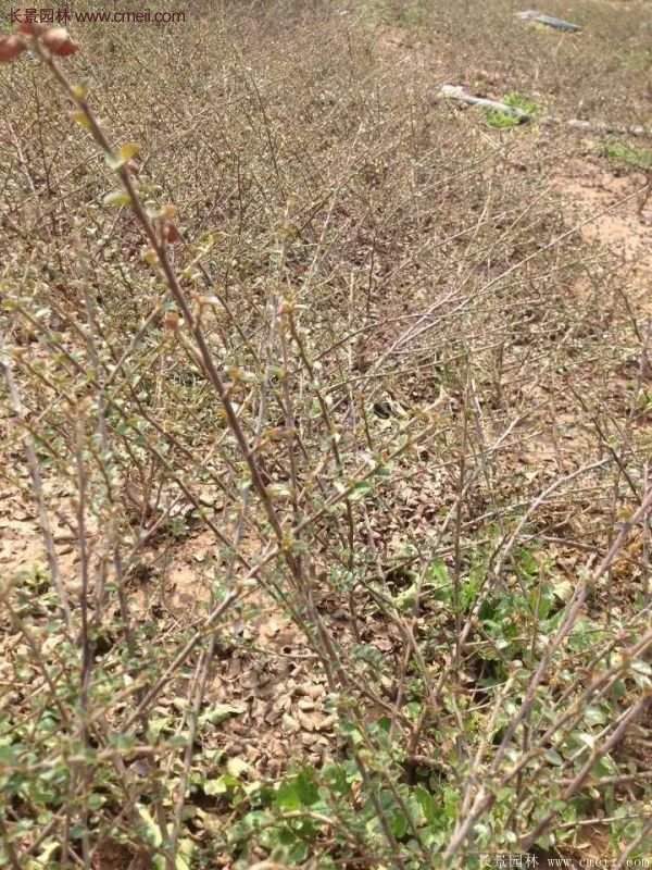 沭陽(yáng)的連翹市場(chǎng)