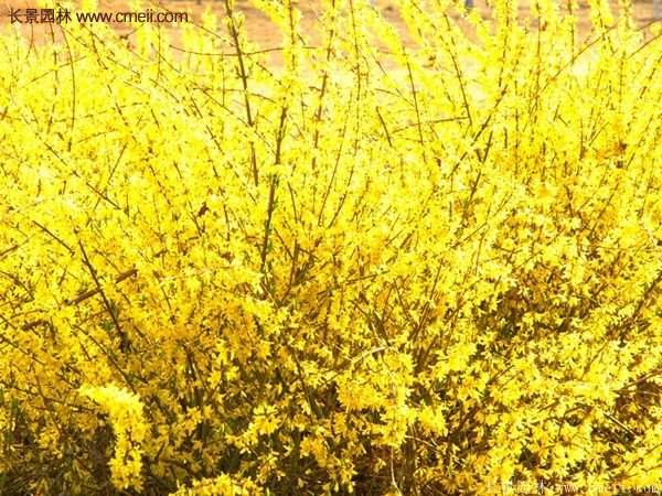 沭陽(yáng)的連翹市場(chǎng)