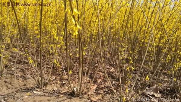 沭陽(yáng)的連翹市場(chǎng)