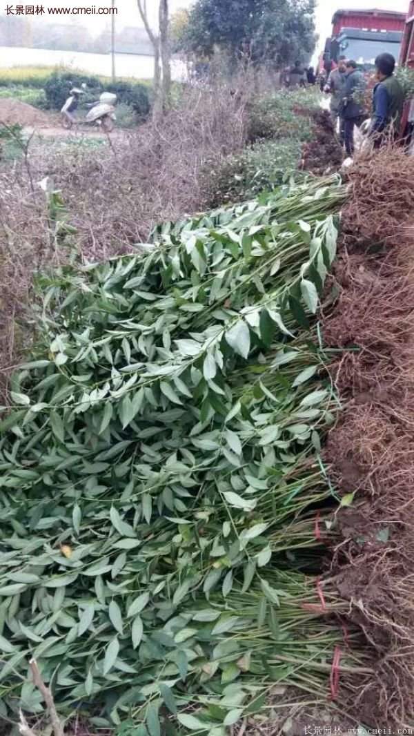 沭陽(yáng)連翹基地