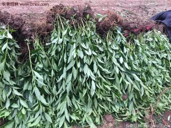 沭陽(yáng)連翹基地