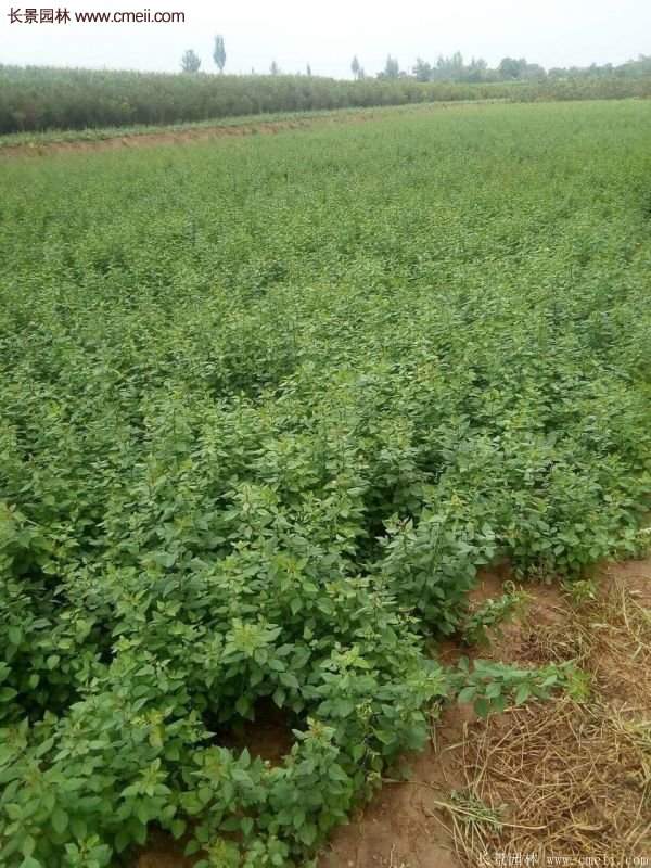 沭陽(yáng)連翹基地