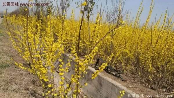 沭陽(yáng)連翹基地