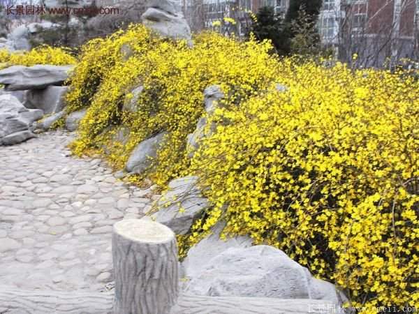 沭陽(yáng)連翹基地