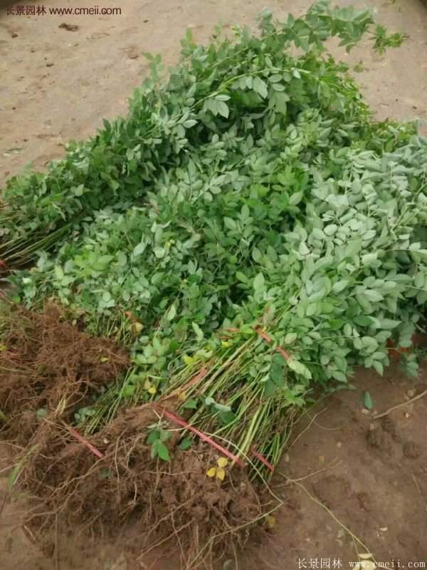 薔薇苗批發基地