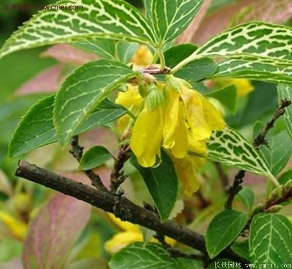 沭陽(yáng)花葉連翹