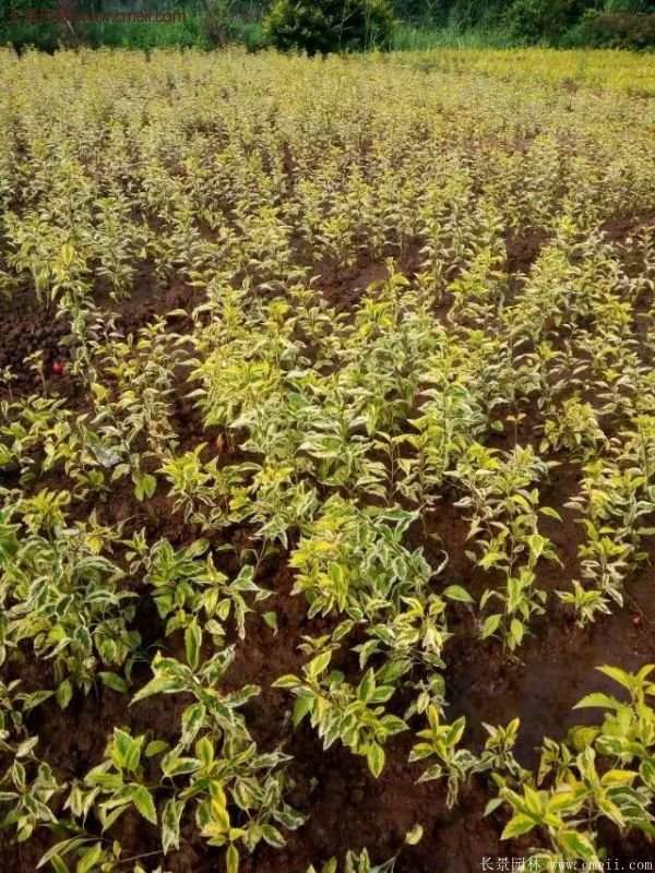 沭陽(yáng)花葉連翹