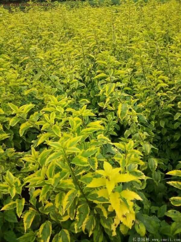 沭陽(yáng)花葉連翹