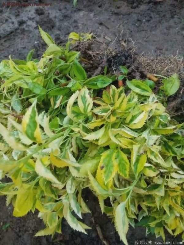 沭陽(yáng)花葉連翹