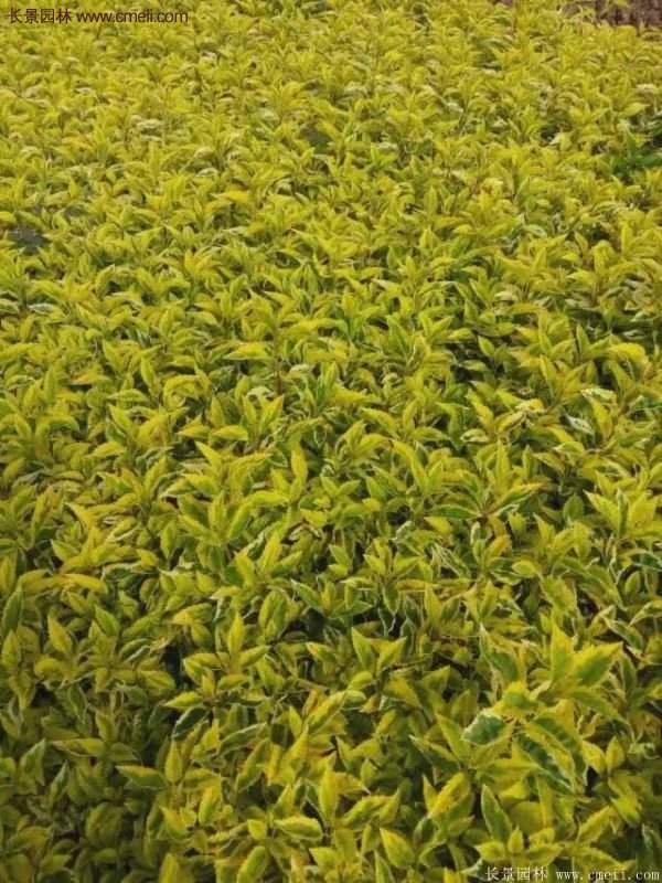 沭陽(yáng)花葉連翹