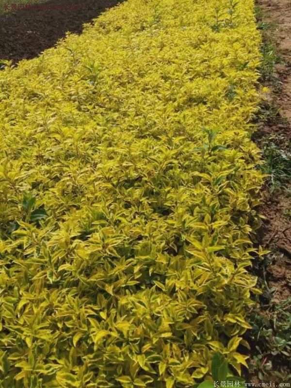 沭陽(yáng)花葉連翹