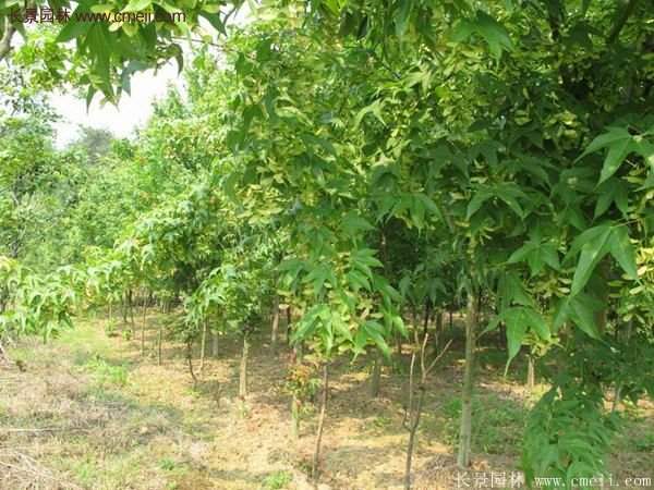 優(yōu)質青楓樹苗