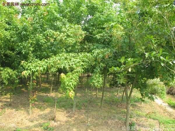 優(yōu)質青楓樹苗