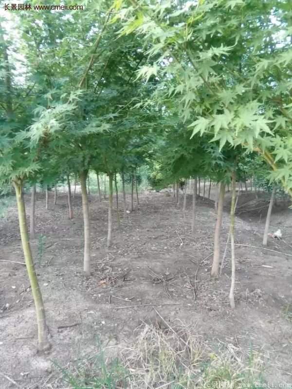 優(yōu)質青楓樹苗