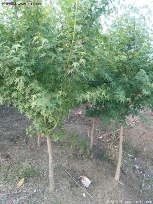 優(yōu)質青楓樹苗