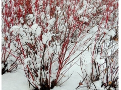 <font color='#FF0000'>紅瑞木的價(jià)格 紅瑞木多少錢(qián)一棵紅瑞木價(jià)格表</font>