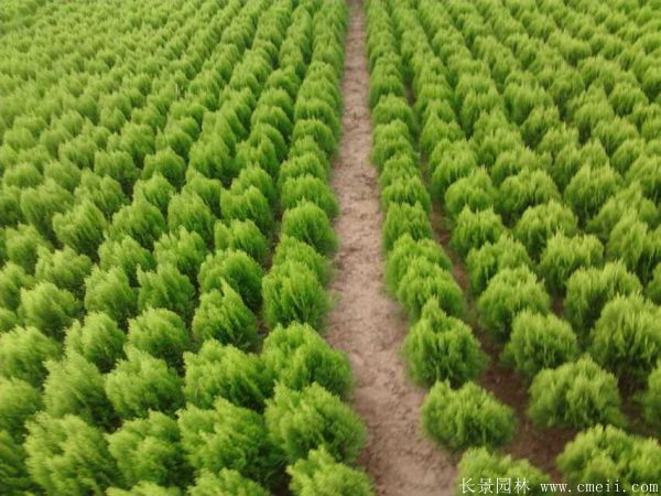 灑金柏球-長(zhǎng)景園林