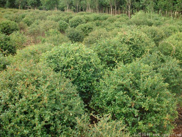 火棘球-長景園林