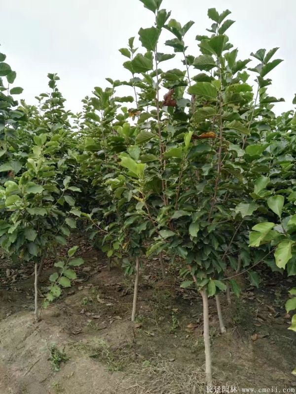 白玉蘭-長景園林