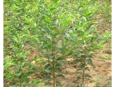 3~18公分日本櫻花樹，海量現貨直銷，價格全國最