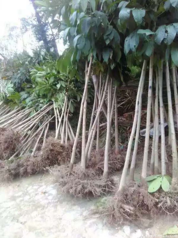 七葉樹圖片七葉樹基地實(shí)拍