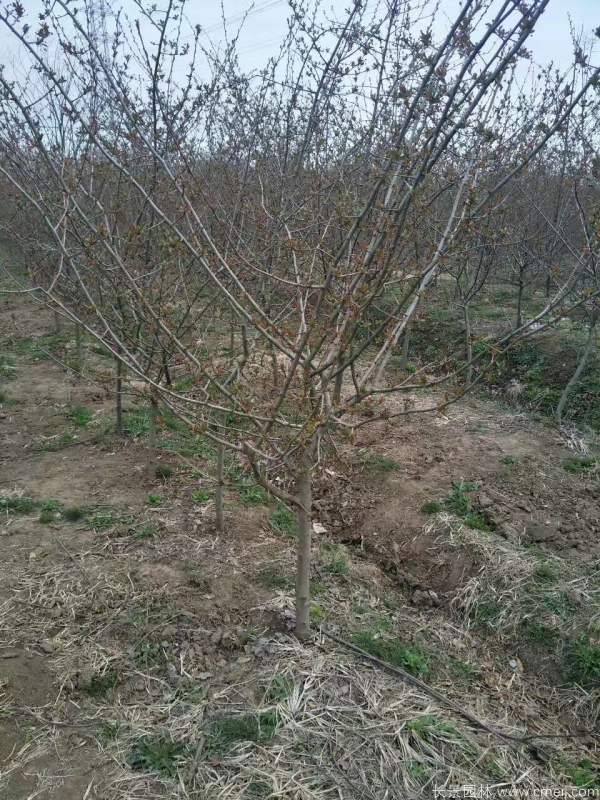 垂絲海棠圖片基地實(shí)拍