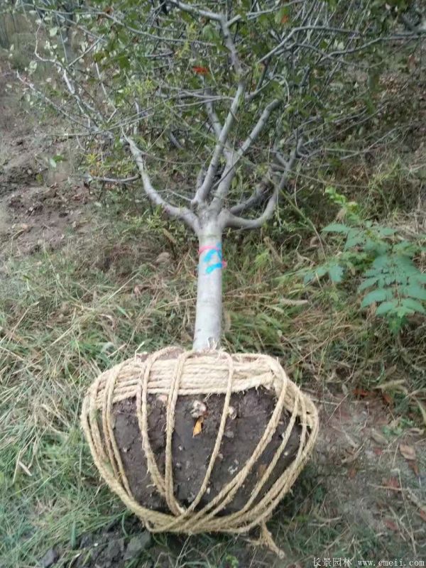 垂絲海棠圖片基地實(shí)拍