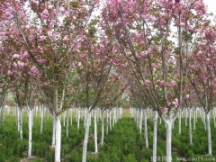 低價供應(yīng)6公分櫻花樹苗，只有你想不到，沒有我