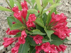 「紅王子錦帶」最新紅王子錦帶_價格_圖片_產地