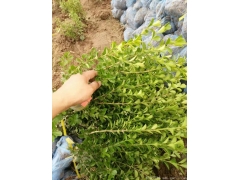 30公分40公分50公分小葉黃楊價(jià)格多少錢(qián)一棵？