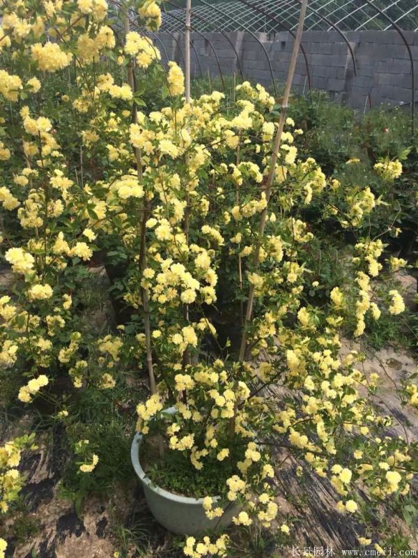 木香苗圖片基地實拍