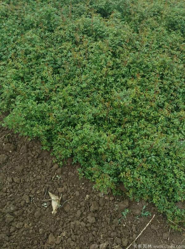 黃刺玫圖片基地實拍