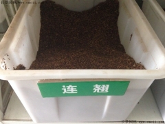連翹種子多少錢一斤 怎樣種植