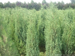 70-80公分刺柏價格多少錢一棵？