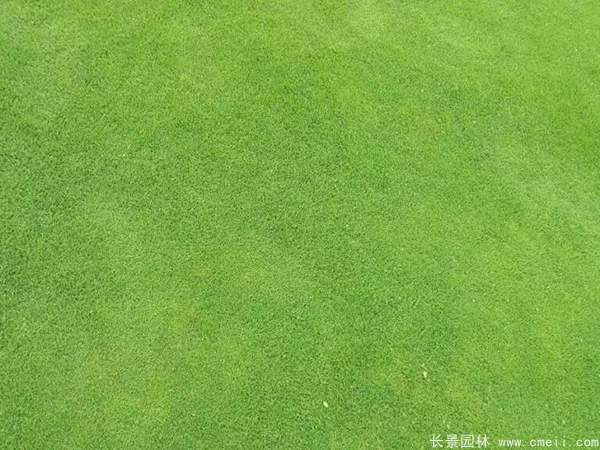 日本結(jié)縷草圖片