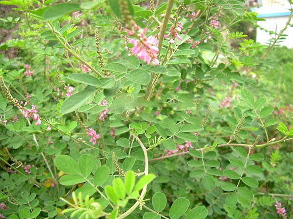 多花木蘭種子發(fā)芽出苗圖片