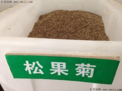 「松果菊種子」最新松果菊種子_價格_圖片_種植