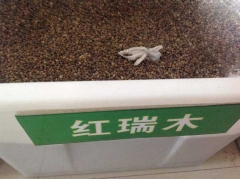 「紅瑞木種子」最新紅瑞木種子_價(jià)格_圖片_種植