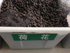 哪里有賣荷花種子的  種子多少錢一包