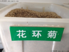 「花環(huán)菊種子」最新花環(huán)菊種子_價格_圖片_種植