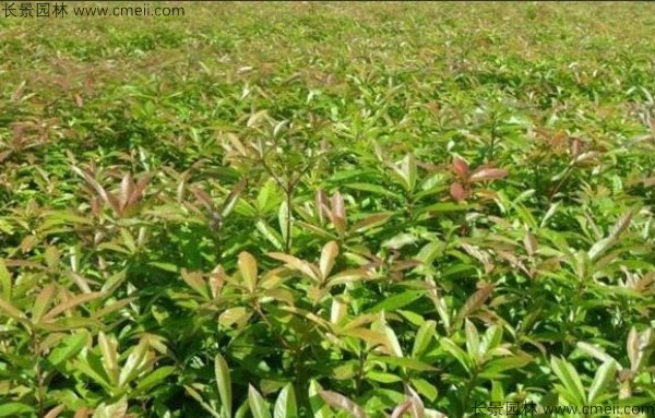 木荷種子發(fā)芽出苗圖片 木荷種子發(fā)芽出苗圖片