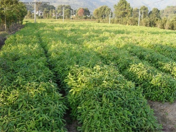 木荷種子發(fā)芽出苗圖片 木荷種子發(fā)芽出苗圖片