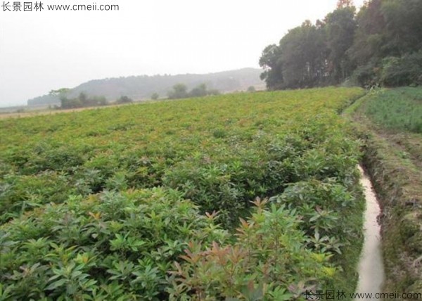 木荷種子發(fā)芽出苗圖片 木荷種子發(fā)芽出苗圖片